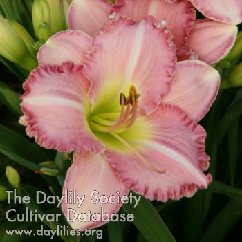 Pink Intuition AHS image