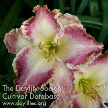 Pinwheel Patty AHS image