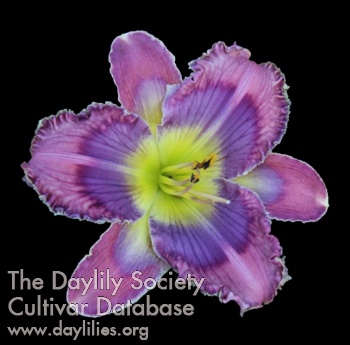 Violet Outburst AHS image