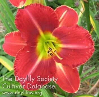 Lily d'Amour