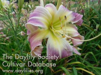 Symphony Curls AHS image