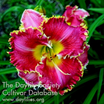 Thorny Charmer AHS image