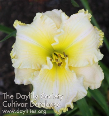 A Lily Named Sue