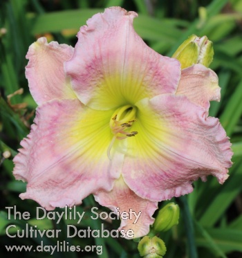 Rhinestone Cow Lily AHS image