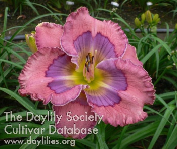 Garden Odyssey AHS image