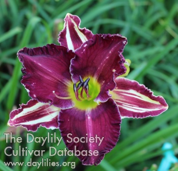 Purple Tiger AHS image