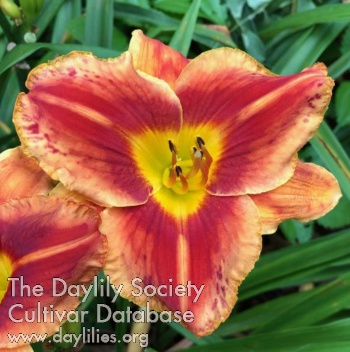 Spotted Baby Dragon AHS image