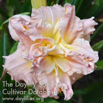 Stunning in Peach AHS image