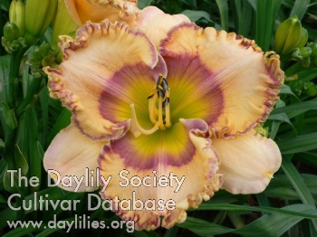 Rhoda Camel AHS image