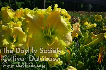 Gaudy Greens AHS image