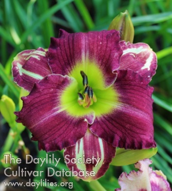 Laurelwood's Cosmic Pinwheel AHS image