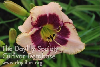 City of Butterflies AHS image