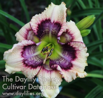 Laurelwood's Starstruck AHS image
