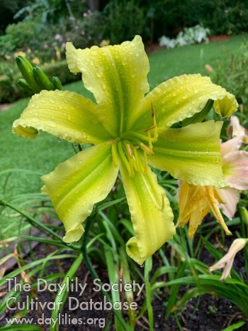 Chartreuse on the Loose AHS image