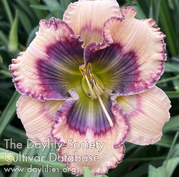 Silken Beauty AHS image