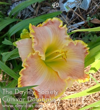 Beautiful Mattie AHS image