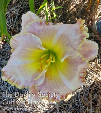 Kimberlynn AHS image