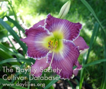 Blueberry Coulis AHS image