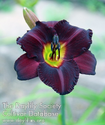 Lady of the Aurora AHS image