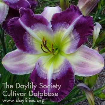 Purple Sweetheart AHS image
