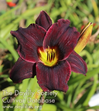 Mary Beth's Midnight Melody AHS image