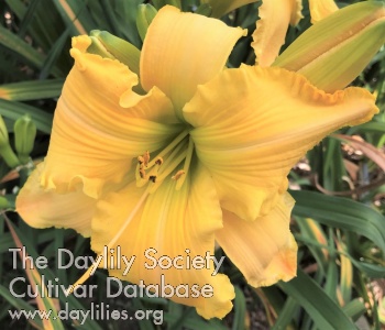 LWG Yellow Diamond AHS image