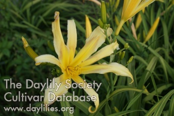 Sydney Marie AHS image