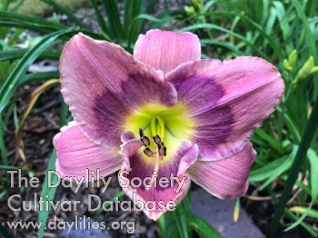 Tabernacle Purple AHS image