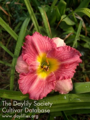 Lilly's Green Weedwhacker String