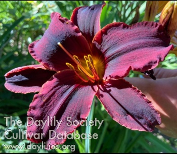 Oscar Peterson AHS image