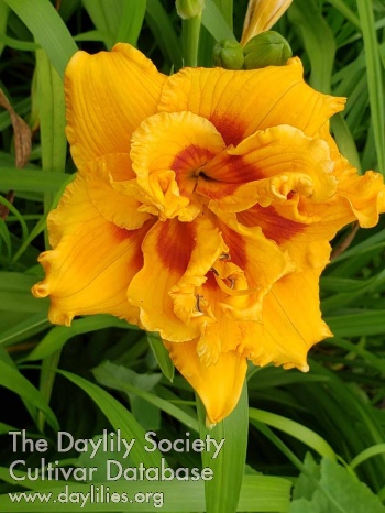 Tangerine Ruffles AHS image