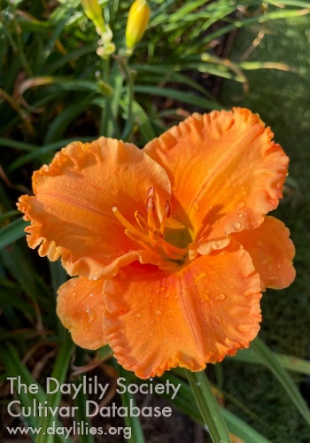 Dreamy Peachy AHS image