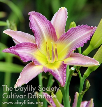 Greg's Purple Poly