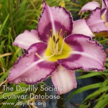 Coeur de Lilas AHS image
