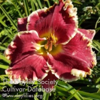 Coeur Vaillant AHS image