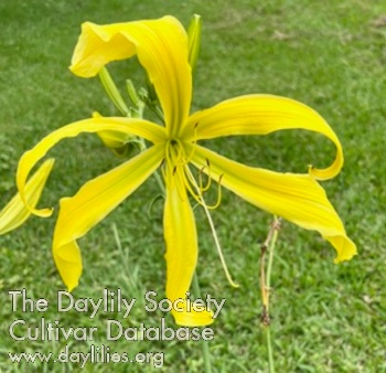 Fairhope Green Spider AHS image