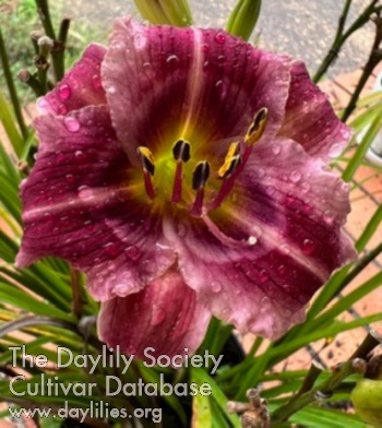 Plum Lovely AHS image