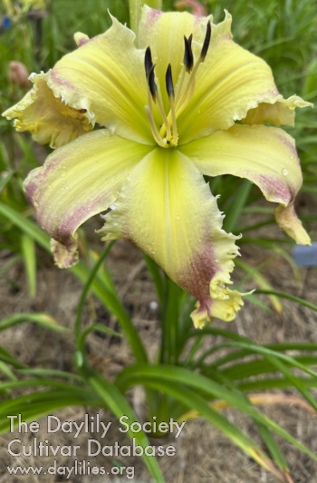 OctoNessie AHS image