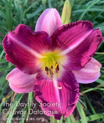 Purplelinka AHS image