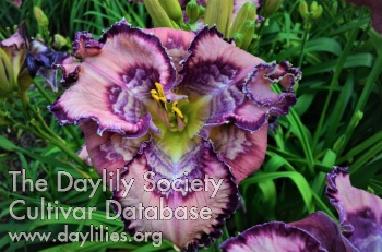 Guy's Jazzy AHS image