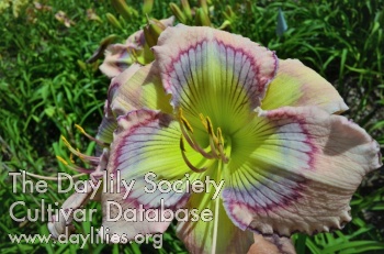 Guy's Persian Blue AHS image