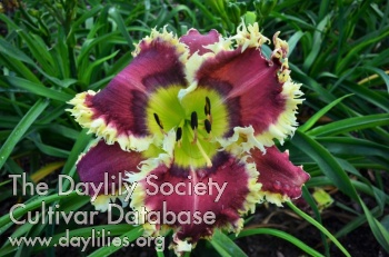 Plum Razz'n AHS image