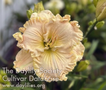 Whirling Peach AHS image
