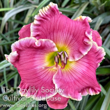 Pink Oasis AHS image