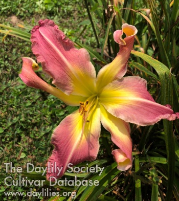 Beautiful Ohio AHS image