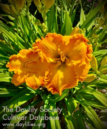 Don Kelly AHS image