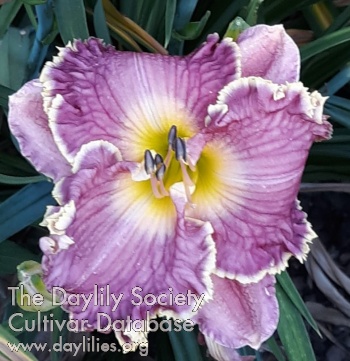 Our Friend Pat Bevill AHS image