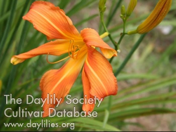 Labor Day Twist of Orange AHS image