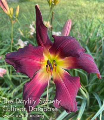 Muddlebud AHS image