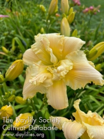 Cotton Cream Puff AHS image